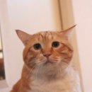 고양이집사 이미지