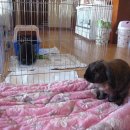 장우진동물병원 이미지