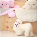 로라펫살롱 이미지