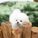 강아지 분양 프러포즈펫 | 인천 도화동 강아지분양 강아지분양프러포즈펫 업체 정보 후기
