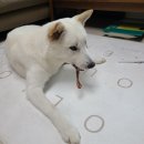 댕쓰마켓 | [반려동물 수제간식 후기🐶] 광안리 반려동물 수제간식전문점&amp;카페 댕쓰마켓