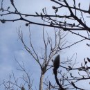 비봉진돗개 | (2009.3.11.수)봄맞이 삼각산 산행후기...하트대장님