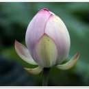 연못이 있는 집 이미지