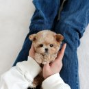 스타일독 | 경기광주강아지분양 사랑스러운 강아지 입양 스타일독앤캣