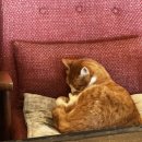 개냥이 | [천안 카페] 페스츄리 맛집 에이게이트 카페 후기(+개냥이)