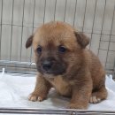 서울대동물종합병원 이미지