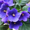 세인트폴리아 이미지