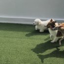 리디아 동물병원 이미지
