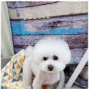 행복한 애견 미용 이미지