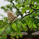 마로니에 이미지