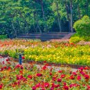 2025년 울산대공원 장미축제는 5월 21일부터 25일까지 이미지