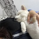 까비네펫살롱 이미지