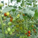 김순옥농장 이미지