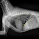 쿠키동물병원 이미지