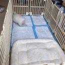 러블릿캔넬 | 화이트 포메라니안 (크림) 아이 분양 후기 글입니다 ^^