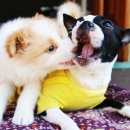 여주-0157 이미지