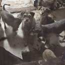 동물사랑세상 의료센터 이미지