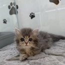 냥이는꿀꿀 이미지