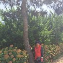 서천 장미공원 | 가볼만한 곳 추천 및 후기 익산 국화축제, 임실...개장, 순천만 국가정원, 서천 생태 박물관, 김제...