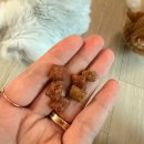 청산해산물집 | 😻장 예민한 고양이 간식 추천,겉바속촉 템테이션 믹스업 메가팩 내 돈 내산 후기.