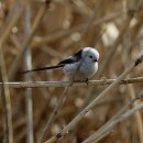 시즌 종결자(終結者), 흰머리오목눈이 이미지