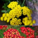 오늘 11월 26일의 꽃말은 -- 서양톱풀 (Yarrow) -- 입니다 이미지