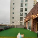 헤이퍼피 | [파주애견카페] 운정 신상 애견카페 헤이퍼피 다녀온 후기(메뉴/주차/입장료)