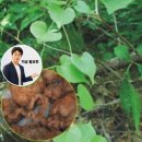 산야초상회