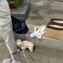 하바네즈 코리아 이미지