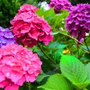 동평초등학교 이미지