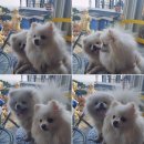 개들의왕국 이미지