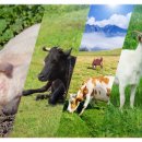 축산가축인공수정소 이미지