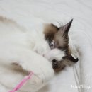 천하세탁소 이미지