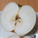프리미어 농짱 화산배