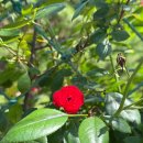 곤명생태학습장 이미지