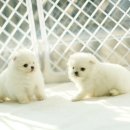 화이트포메라니안 이미지