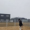 브이아이피독 이미지