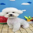 복실이네애견미용실 이미지