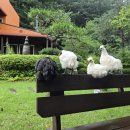 담소원펜션 이미지