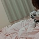 포근하개 | 여수 안산동 애견호텔, 애견유치원 추천 &#39;포근하개&#39; 후기 !!