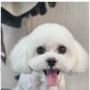 선사애견 이미지