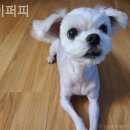 착한퍼피 이미지