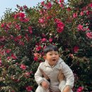 새별 | 아기랑 제주여행 [새별프렌즈] 솔직후기