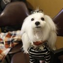 개성있개 이미지