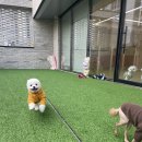 댕구르강아지유치원 이미지