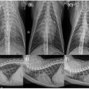 한남심장내과동물병원 이미지