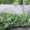 멜리카(Melica)