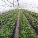 삼기농장 이미지