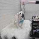 러블리 멍멍이 이미지