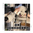 마포 아이뷰안과동물병원 안과전문병원에서 강아지 결막염 초기에 발견했어요